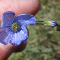 Linum marginale (Native Flax) at Weetangera, ACT - 24 Nov 2022 by sangio7