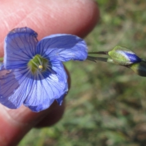 Linum marginale at Weetangera, ACT - 24 Nov 2022