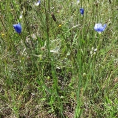 Linum marginale at Weetangera, ACT - 24 Nov 2022