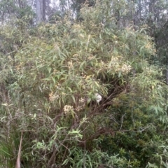 Olearia lirata (Snowy Daisybush) at South East Forest National Park - 24 Nov 2022 by mahargiani