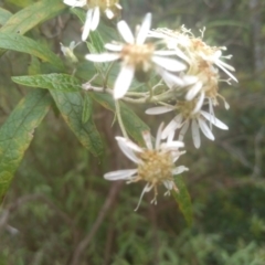 Olearia lirata at Bemboka, NSW - 25 Nov 2022