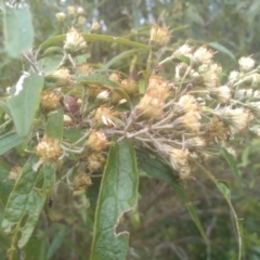 Olearia lirata at Bemboka, NSW - 25 Nov 2022