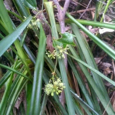 Smilax australis (Barbed-Wire Vine) at Bemboka, NSW - 25 Nov 2022 by mahargiani