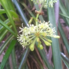 Smilax australis at Bemboka, NSW - 25 Nov 2022 10:14 AM