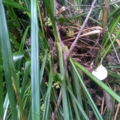 Smilax australis at Bemboka, NSW - 25 Nov 2022