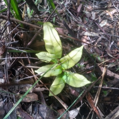 Blechnum sp. (A Hard Fern) at Bemboka, NSW - 24 Nov 2022 by mahargiani