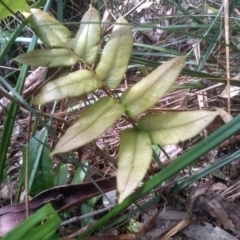 Blechnum (genus) at Bemboka, NSW - 25 Nov 2022 10:16 AM