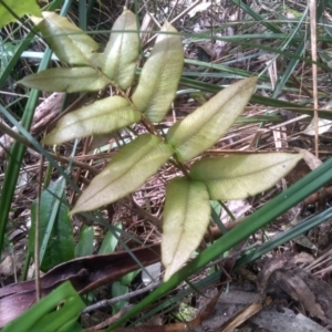 Blechnum sp. at Bemboka, NSW - 25 Nov 2022