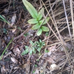 Blechnum sp. at Bemboka, NSW - 25 Nov 2022 10:16 AM