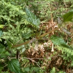 Urtica incisa (Stinging Nettle) at Bemboka, NSW - 25 Nov 2022 by mahargiani