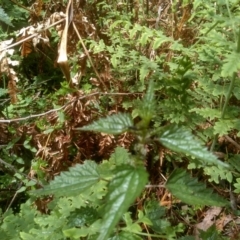 Urtica incisa at Bemboka, NSW - 25 Nov 2022