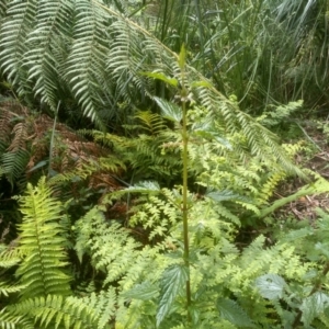 Urtica incisa at Bemboka, NSW - 25 Nov 2022