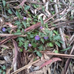 Solanum prinophyllum at Bemboka, NSW - 25 Nov 2022