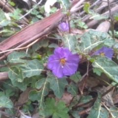 Solanum prinophyllum at Bemboka, NSW - 25 Nov 2022 10:44 AM