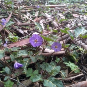 Solanum prinophyllum at Bemboka, NSW - 25 Nov 2022 10:44 AM