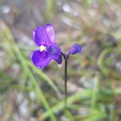 Utricularia dichotoma (Fairy Aprons, Purple Bladderwort) at Melrose - 25 Nov 2022 by roman_soroka