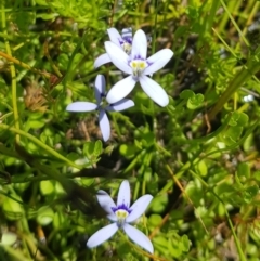 Isotoma fluviatilis subsp. australis (Swamp Isotome) at Richardson, ACT - 25 Nov 2022 by roman_soroka