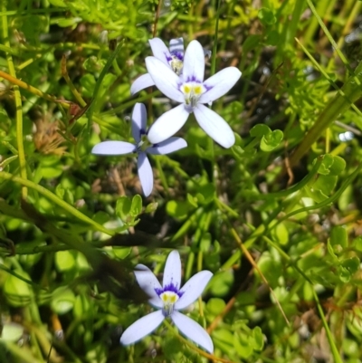 Isotoma fluviatilis subsp. australis (Swamp Isotome) at Richardson, ACT - 25 Nov 2022 by RomanSoroka