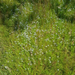 Isotoma fluviatilis subsp. australis at Richardson, ACT - 25 Nov 2022 02:30 PM