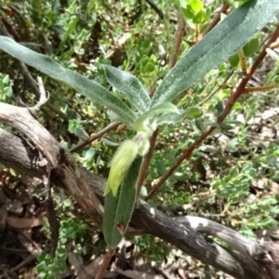 Billardiera scandens (Hairy Apple Berry) at O'Connor, ACT - 23 Nov 2022 by AndyRussell