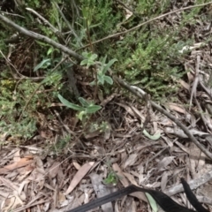 Billardiera scandens at O'Connor, ACT - 23 Nov 2022