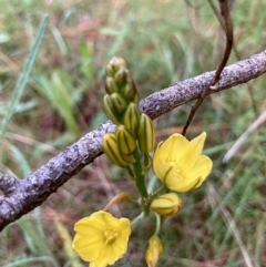 Bulbine glauca (Rock Lily) at Kowen, ACT - 25 Nov 2022 by Komidar