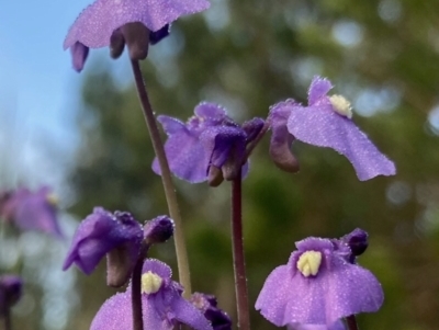Utricularia dichotoma (Fairy Aprons, Purple Bladderwort) at Kowen, ACT - 24 Nov 2022 by Komidar
