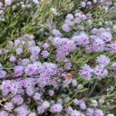 Kunzea parvifolia (Violet Kunzea) at Kowen, ACT - 24 Nov 2022 by Komidar