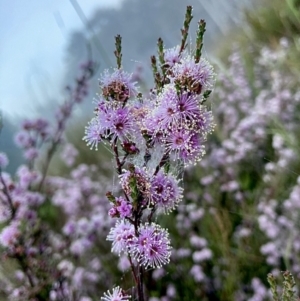 Kunzea parvifolia at Kowen, ACT - 25 Nov 2022 06:26 AM