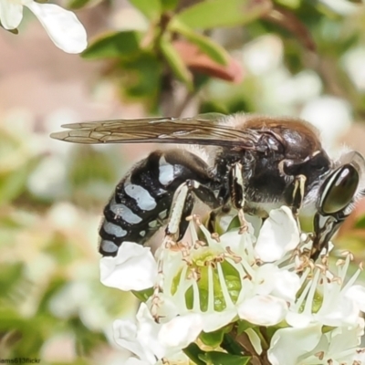 Tachysphex sp. (genus) (Unidentified Tachysphex sand wasp) at ANBG - 24 Nov 2022 by Roger