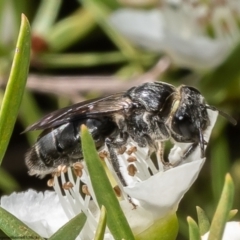 Euryglossa depressa (Native bee) at Acton, ACT - 25 Nov 2022 by Roger