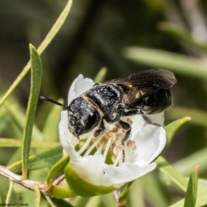 Euryglossa depressa at Acton, ACT - 25 Nov 2022 11:00 AM