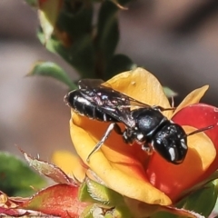 Hylaeus (Xenohylaeus) leptospermi (A masked bee) at Black Mountain - 24 Nov 2022 by Roger
