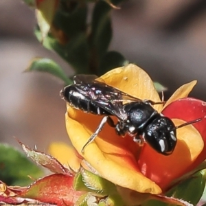 Hylaeus (Xenohylaeus) leptospermi at Bruce, ACT - 24 Nov 2022