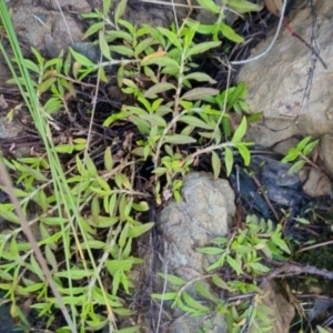 Persicaria prostrata at Bungendore, NSW - 25 Nov 2022