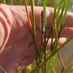 Eleocharis acuta (Common Spike-rush) at Bungendore, NSW - 25 Nov 2022 by clarehoneydove