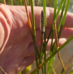 Eleocharis acuta at Bungendore, NSW - 25 Nov 2022