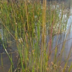 Eleocharis acuta at Bungendore, NSW - 25 Nov 2022