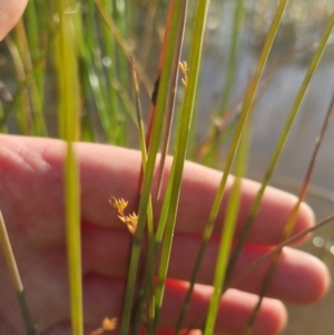 Eleocharis acuta at Bungendore, NSW - 25 Nov 2022