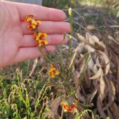 Dillwynia sericea (Egg And Bacon Peas) at Bungendore, NSW - 25 Nov 2022 by clarehoneydove