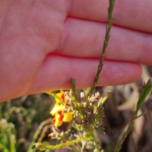 Dillwynia sericea at Bungendore, NSW - 25 Nov 2022 06:41 PM