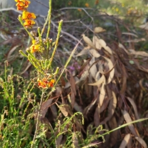 Dillwynia sericea at Bungendore, NSW - 25 Nov 2022 06:41 PM