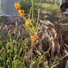 Dillwynia sericea at Bungendore, NSW - 25 Nov 2022 06:41 PM