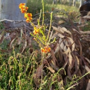 Dillwynia sericea at Bungendore, NSW - 25 Nov 2022