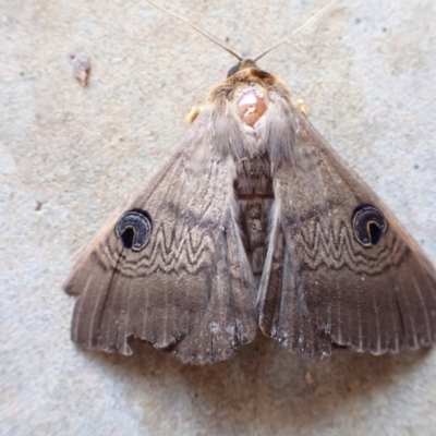 Dasypodia selenophora (Southern old lady moth) at Murrumbateman, NSW - 24 Nov 2022 by SimoneC