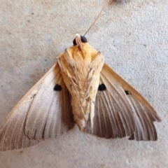 Dasypodia selenophora at Murrumbateman, NSW - 25 Nov 2022