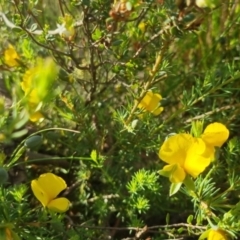 Gompholobium huegelii (pale wedge–pea) at Bungendore, NSW - 25 Nov 2022 by clarehoneydove