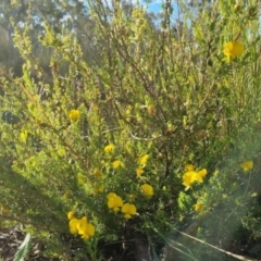 Gompholobium huegelii at Bungendore, NSW - 25 Nov 2022
