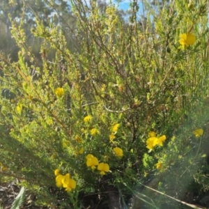 Gompholobium huegelii at Bungendore, NSW - 25 Nov 2022