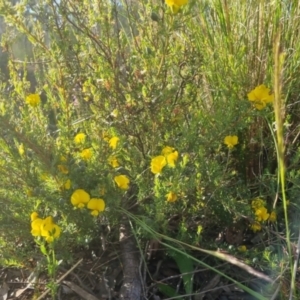 Gompholobium huegelii at Bungendore, NSW - 25 Nov 2022